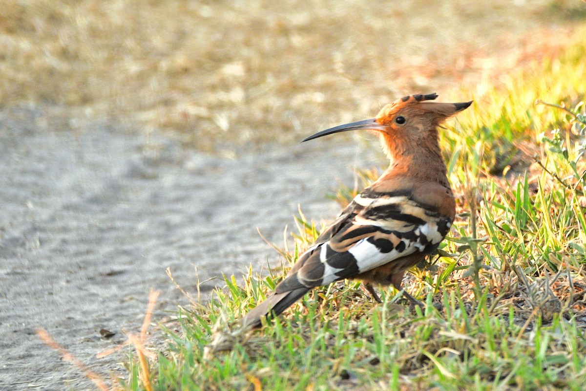 Eurasian Hoopoe - Cole Penning