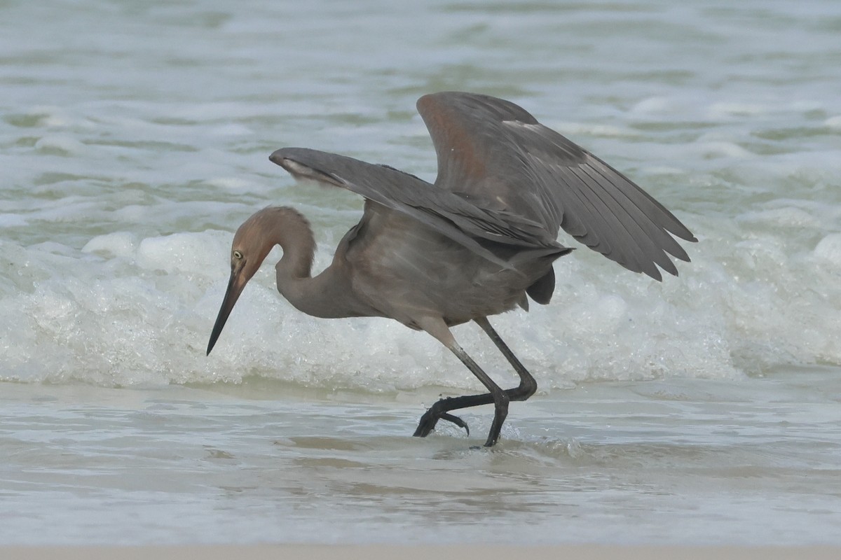 Reddish Egret - Jim Anderton