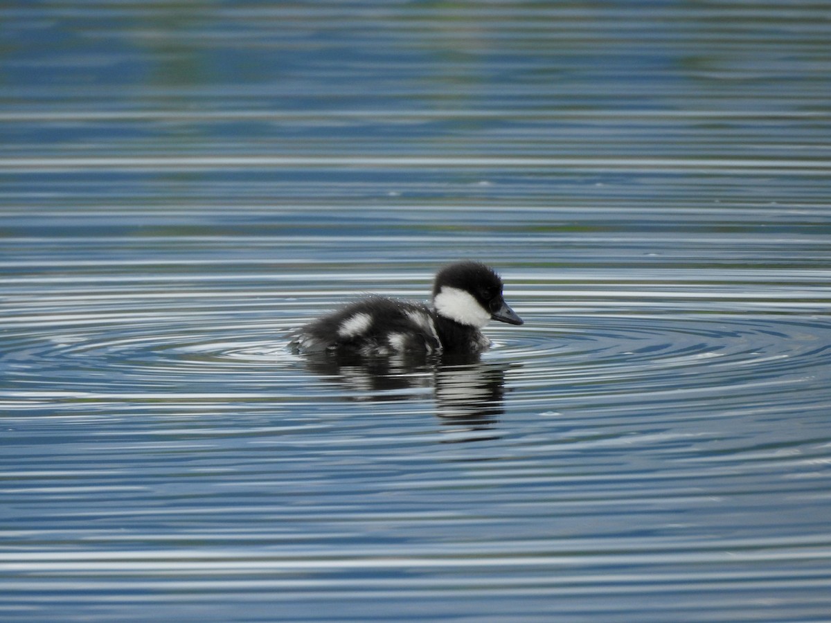 Bufflehead - Shane Sater