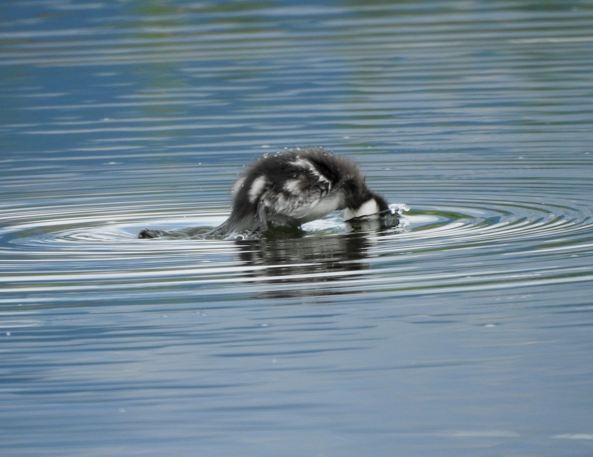 Bufflehead - Shane Sater