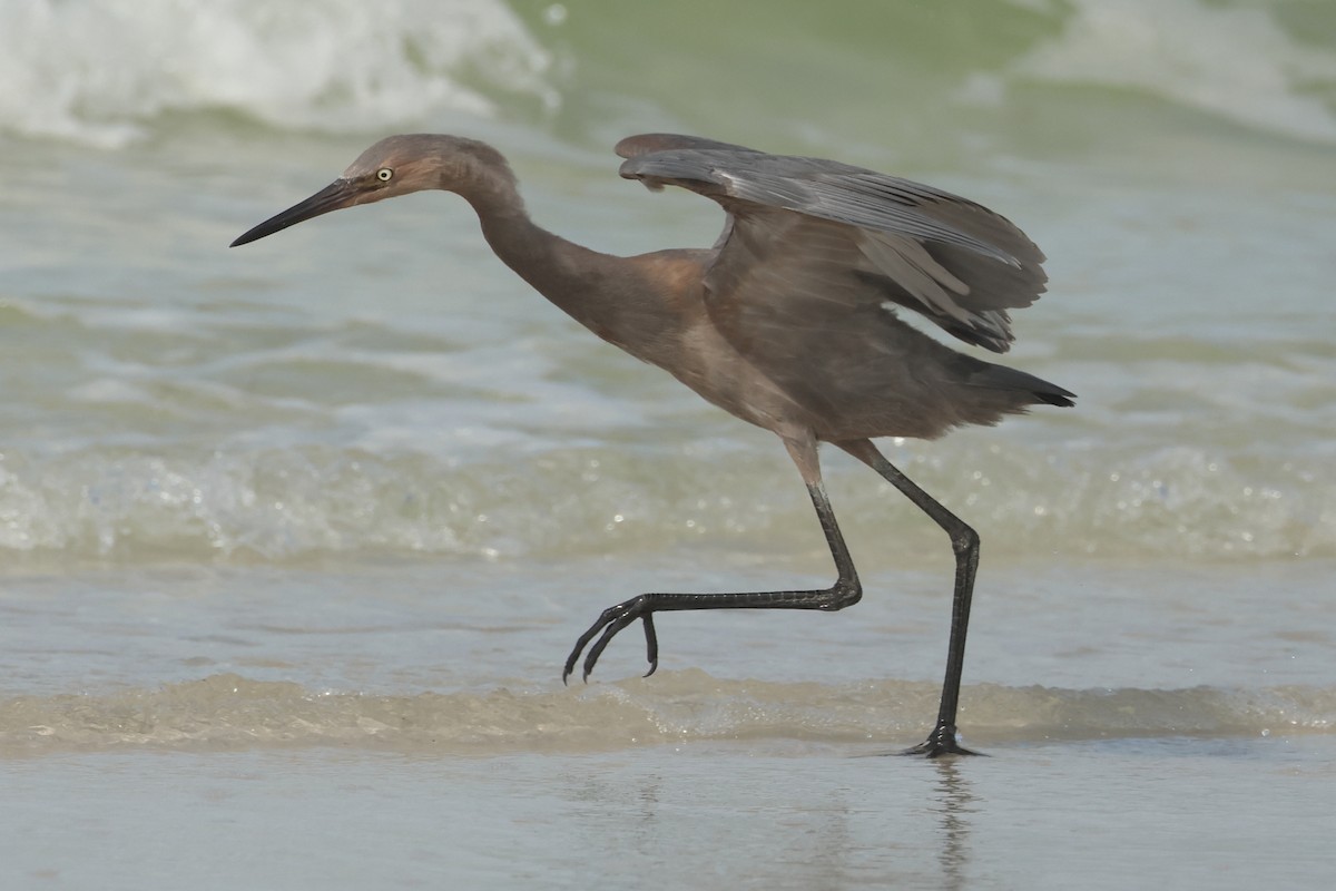 Reddish Egret - Jim Anderton