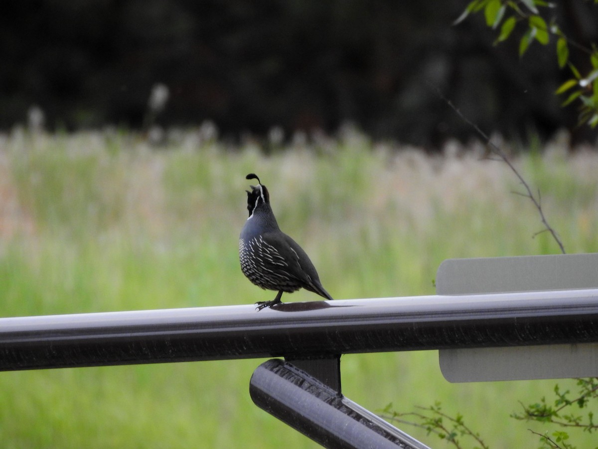 California Quail - Shane Sater