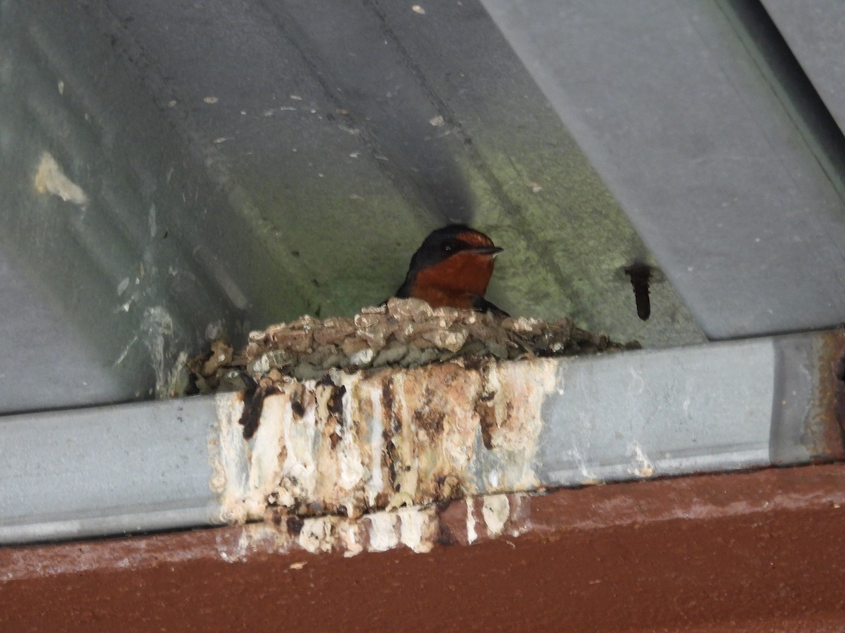 Barn Swallow - Rich Ziegler