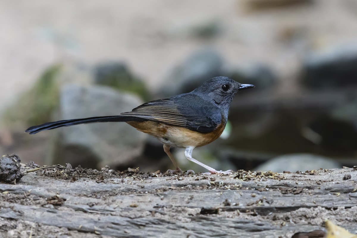 White-rumped Shama - Stefan Hirsch