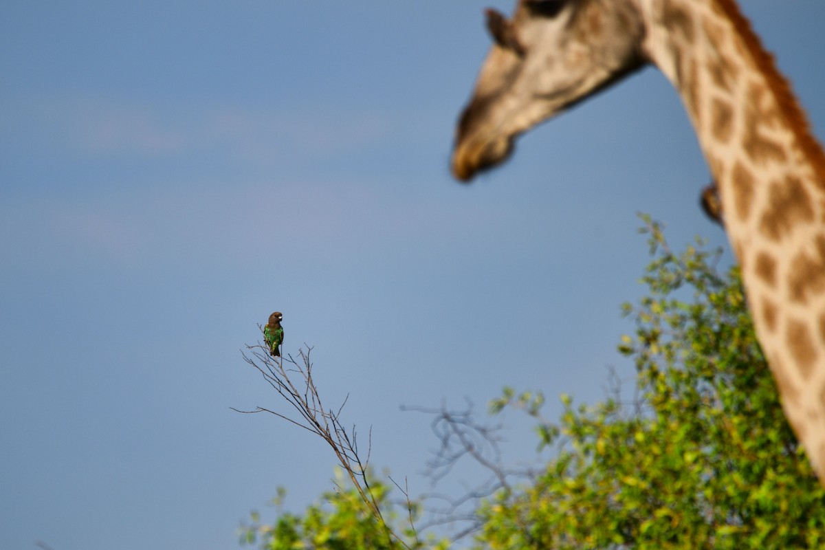 Meyer's Parrot - ML619488857