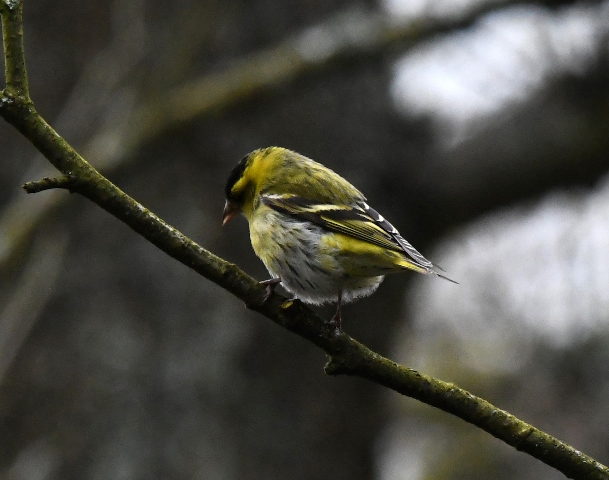 Eurasian Siskin - ML619488865