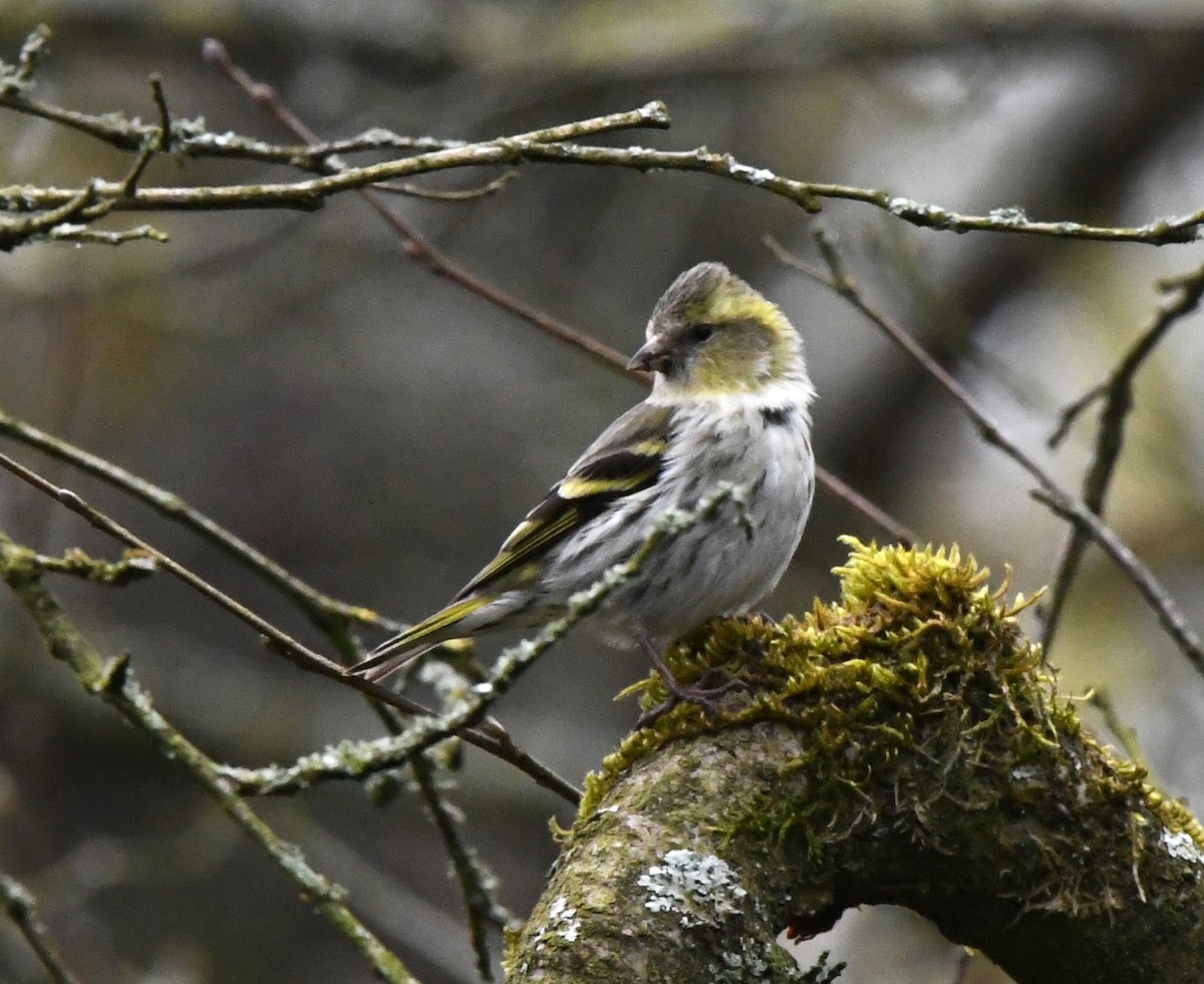 Eurasian Siskin - ML619488866