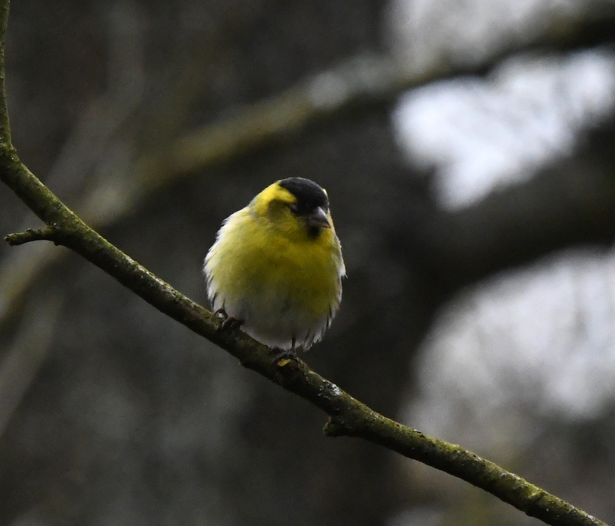 Eurasian Siskin - A Emmerson