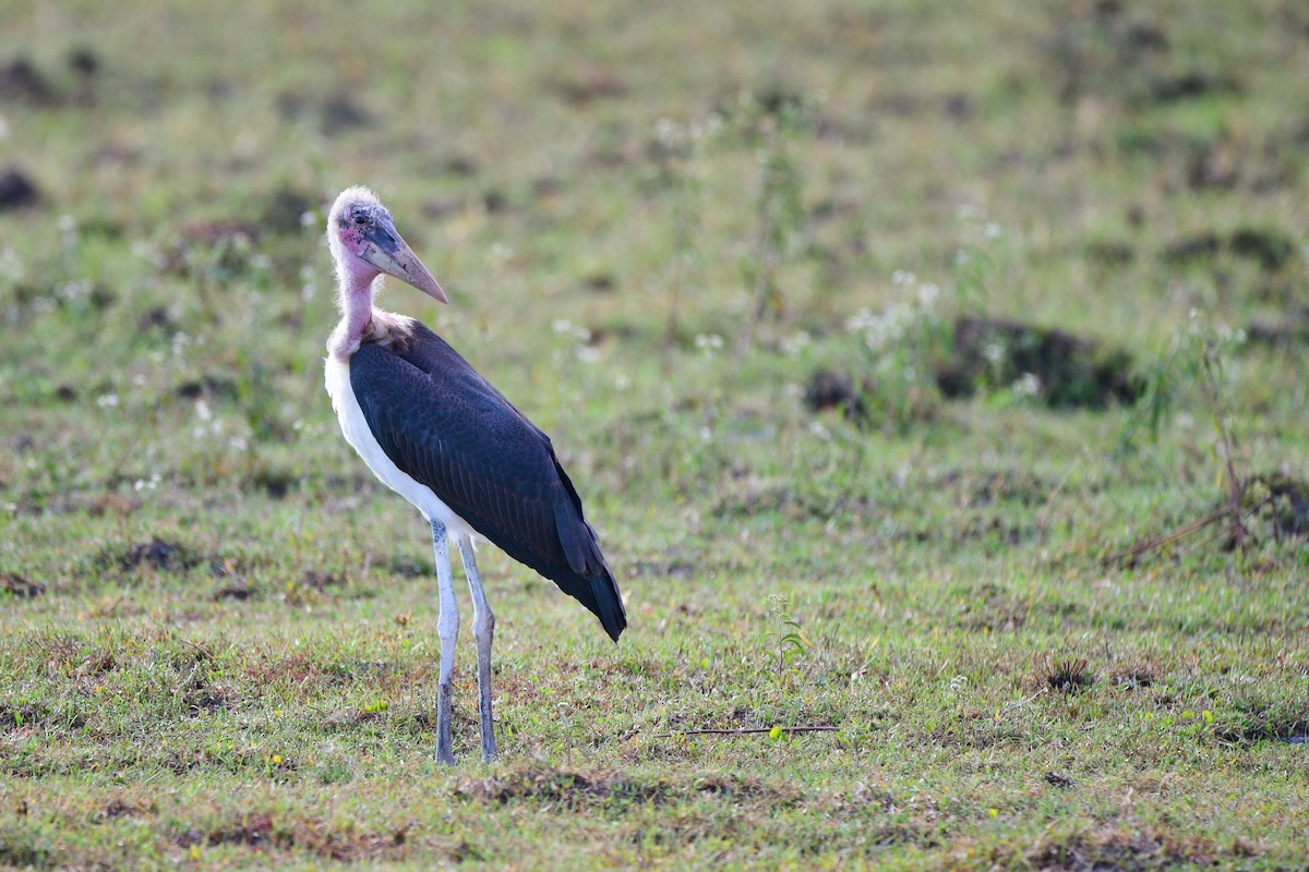 Marabou Stork - Cole Penning