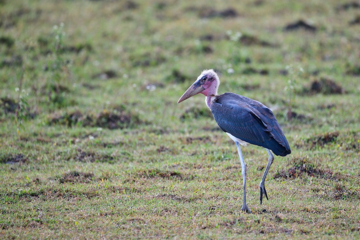 Marabou Stork - ML619488874