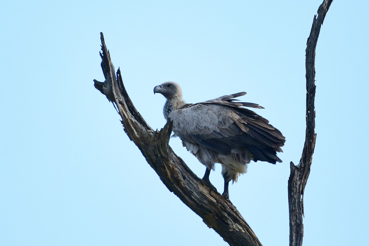 White-backed Vulture - Cole Penning