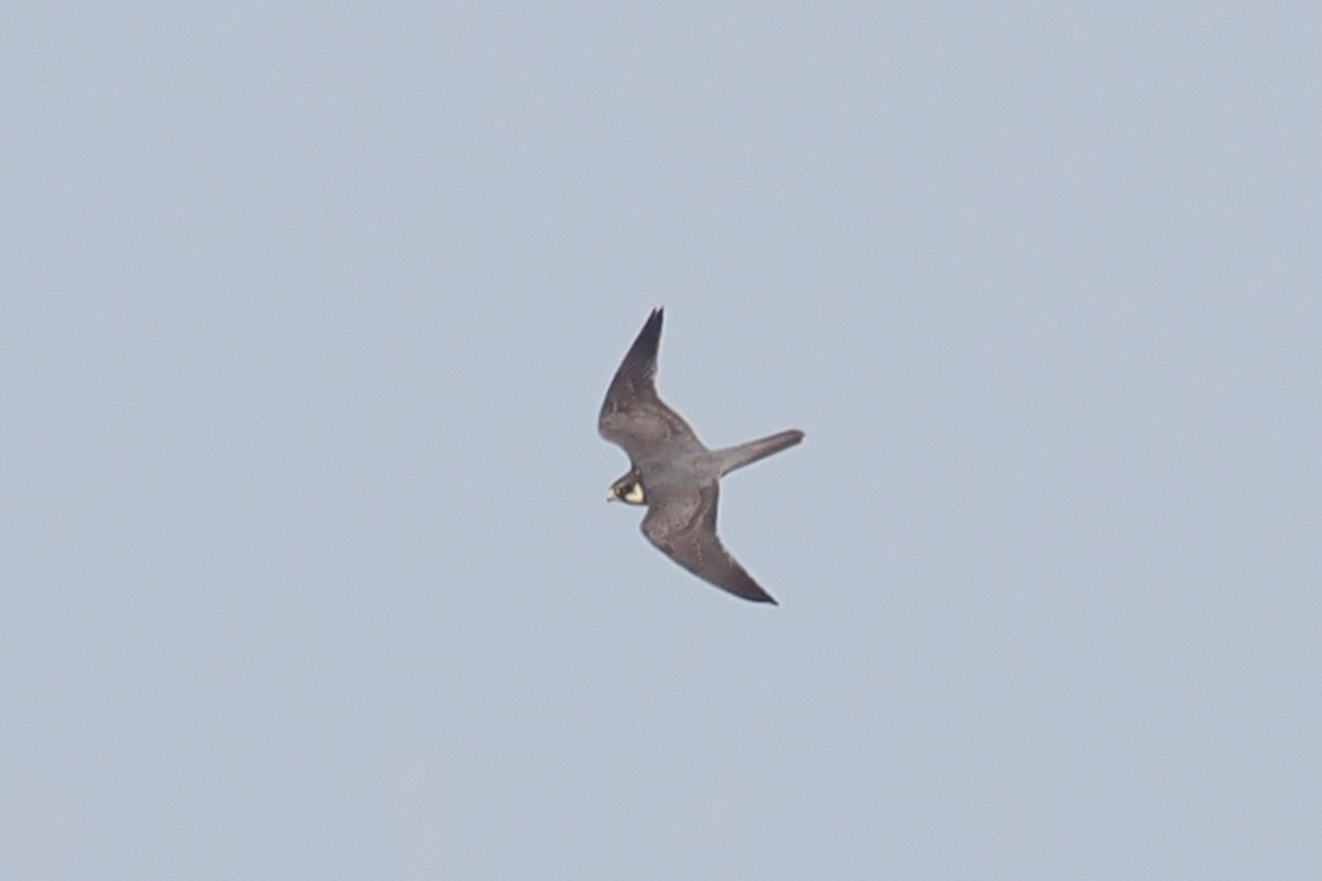 Eurasian Hobby - ML619488887