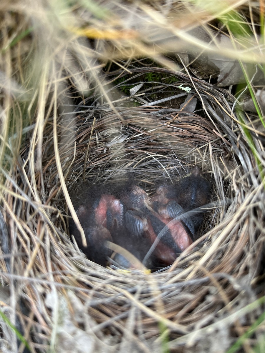 Dark-eyed Junco - Emily Reasor