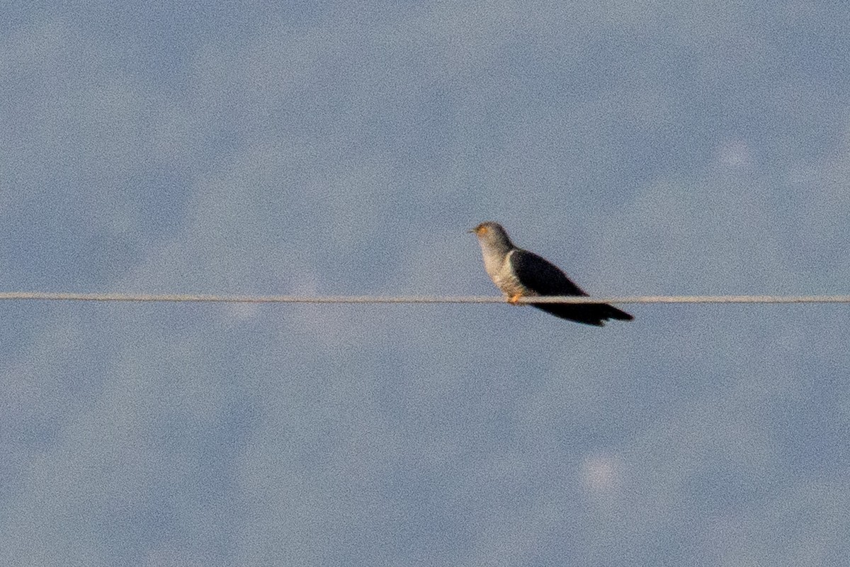 Common Cuckoo - YILMAZ TANIYICI
