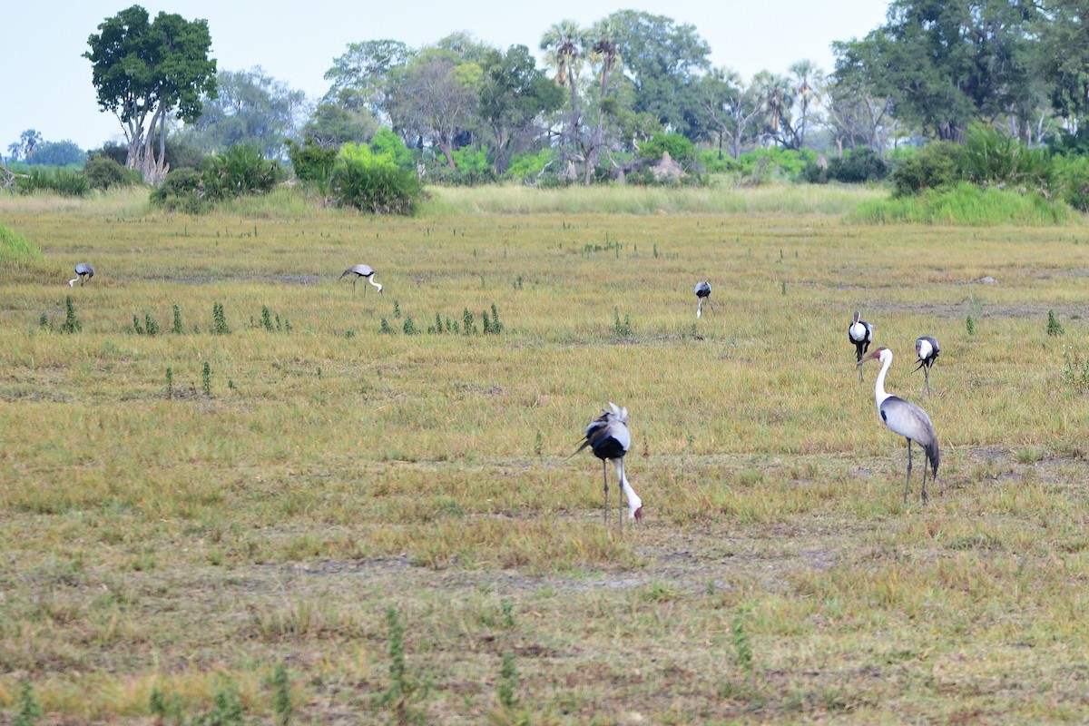 Wattled Crane - ML619488893