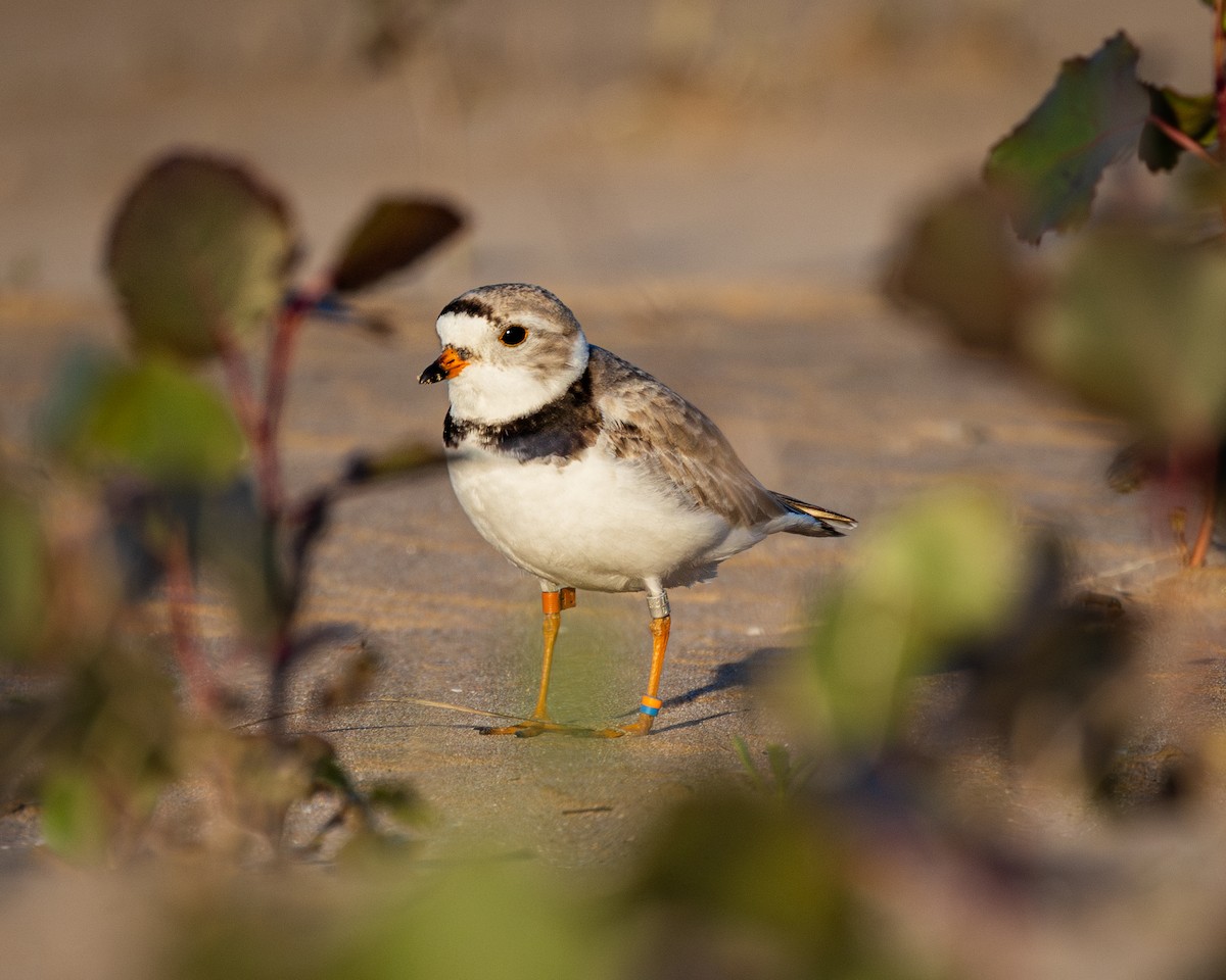 Piping Plover - David Jennings