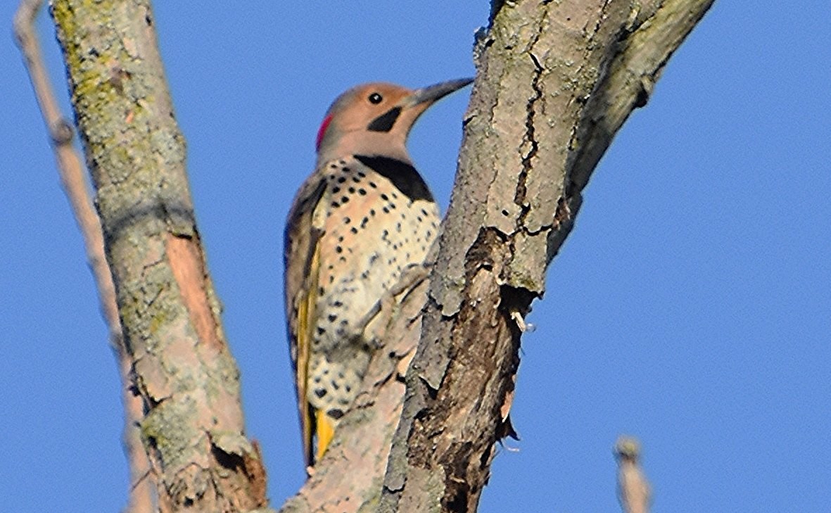 Northern Flicker (Yellow-shafted) - Scott Jackson