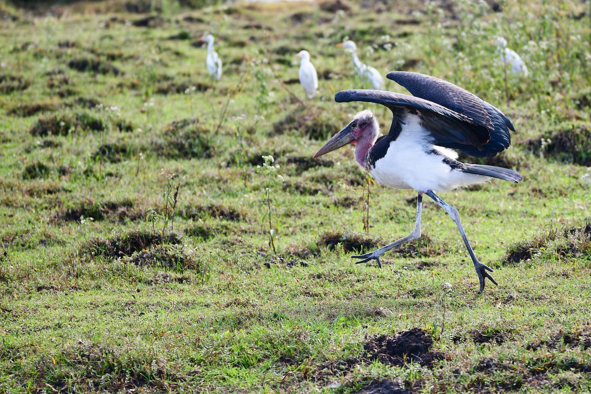 Marabou Stork - ML619488899