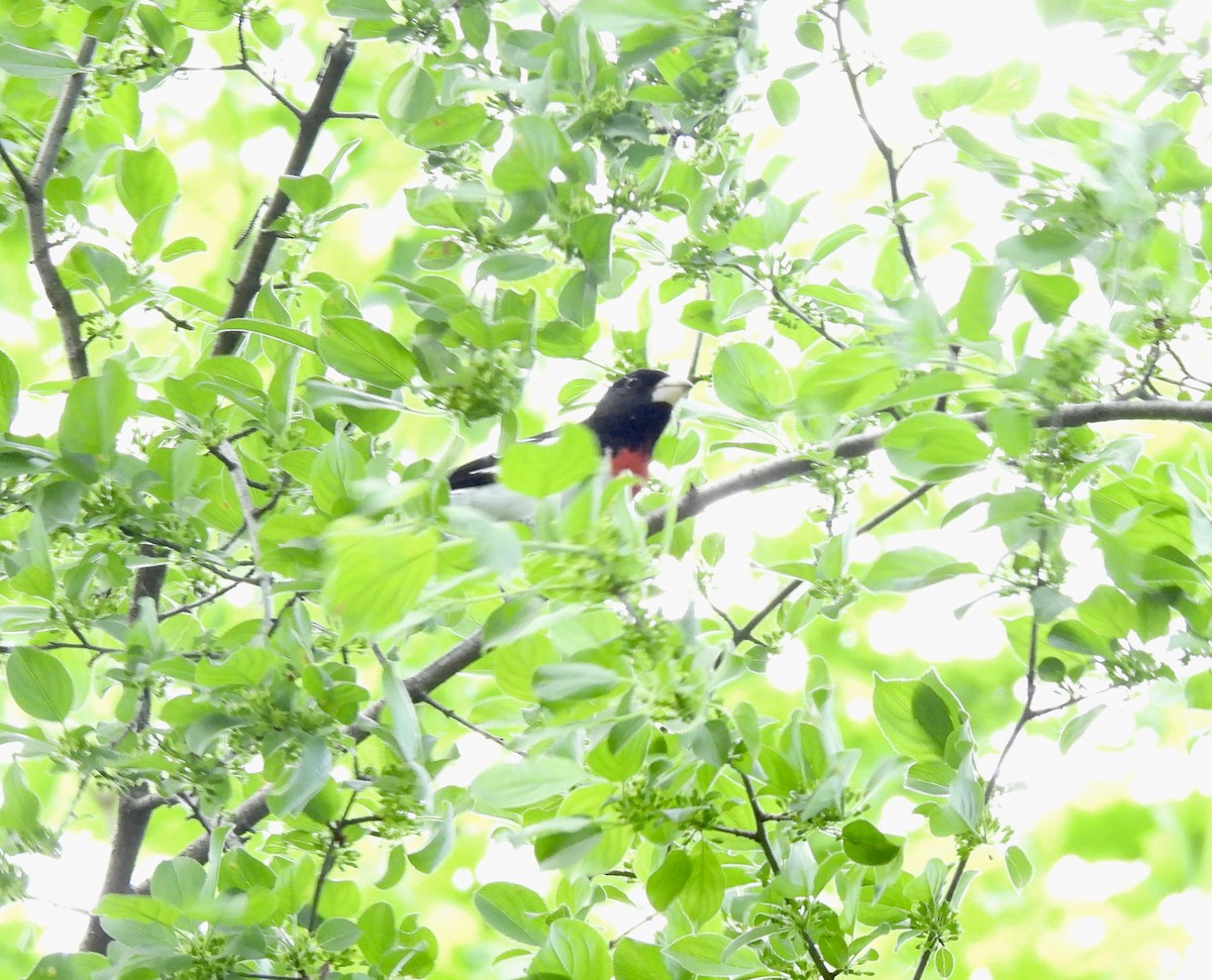 Rose-breasted Grosbeak - Claudette Cyr