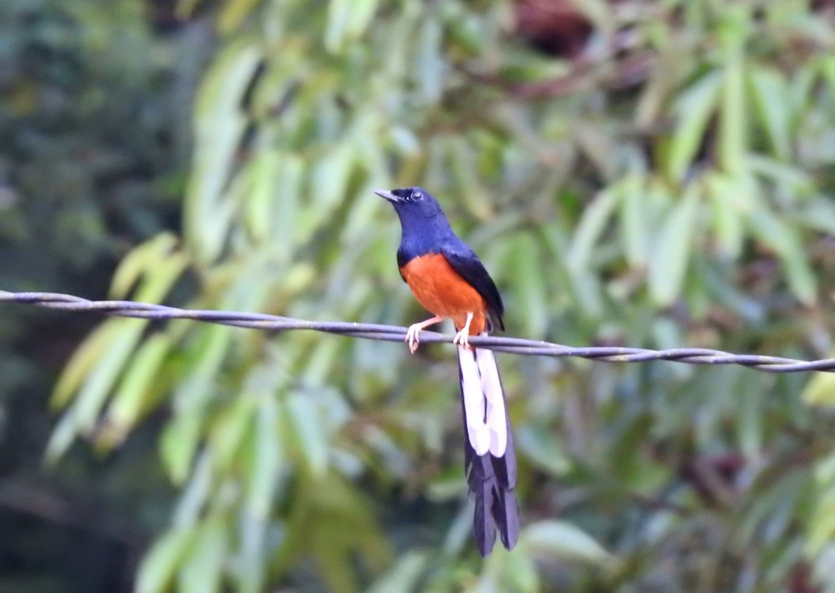 White-rumped Shama - YM Liew