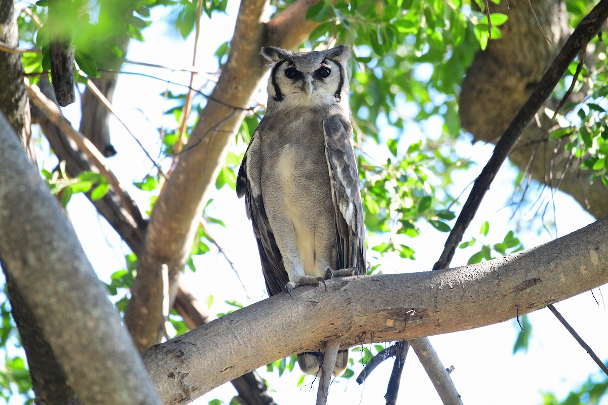 Verreaux's Eagle-Owl - Cole Penning