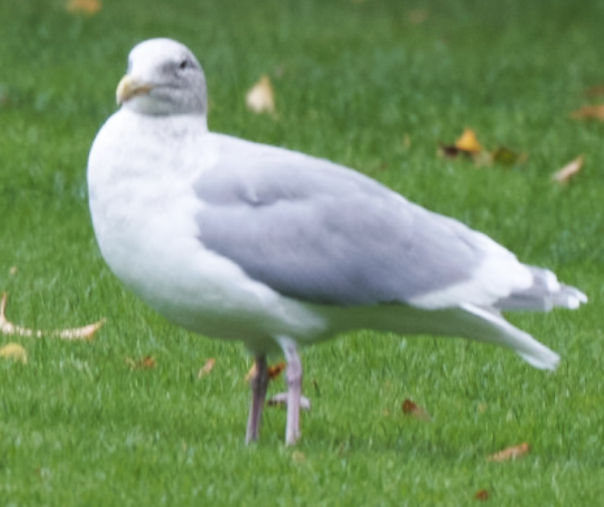 Iceland Gull - ML619488931