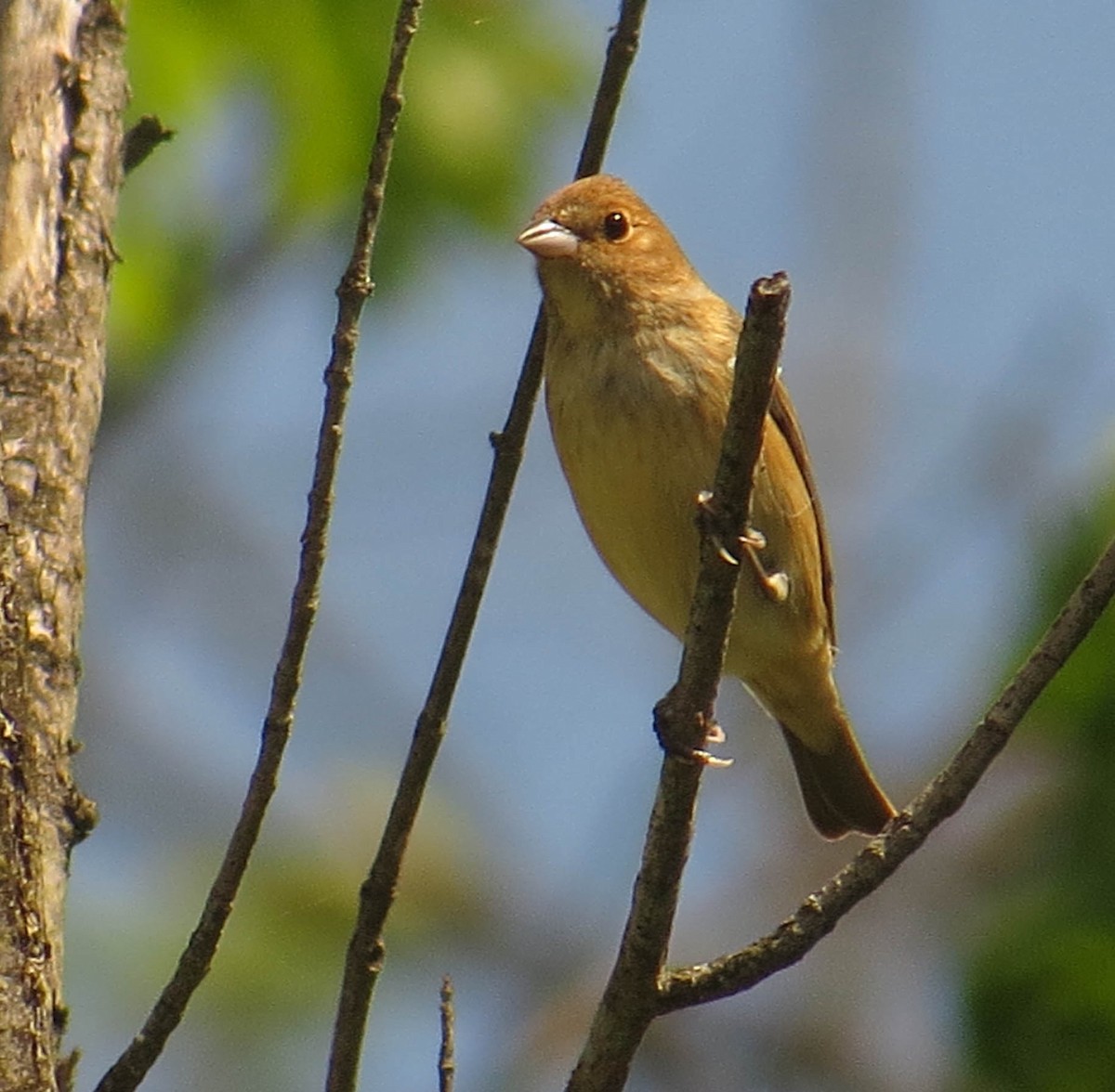 Indigo Bunting - ML619488936