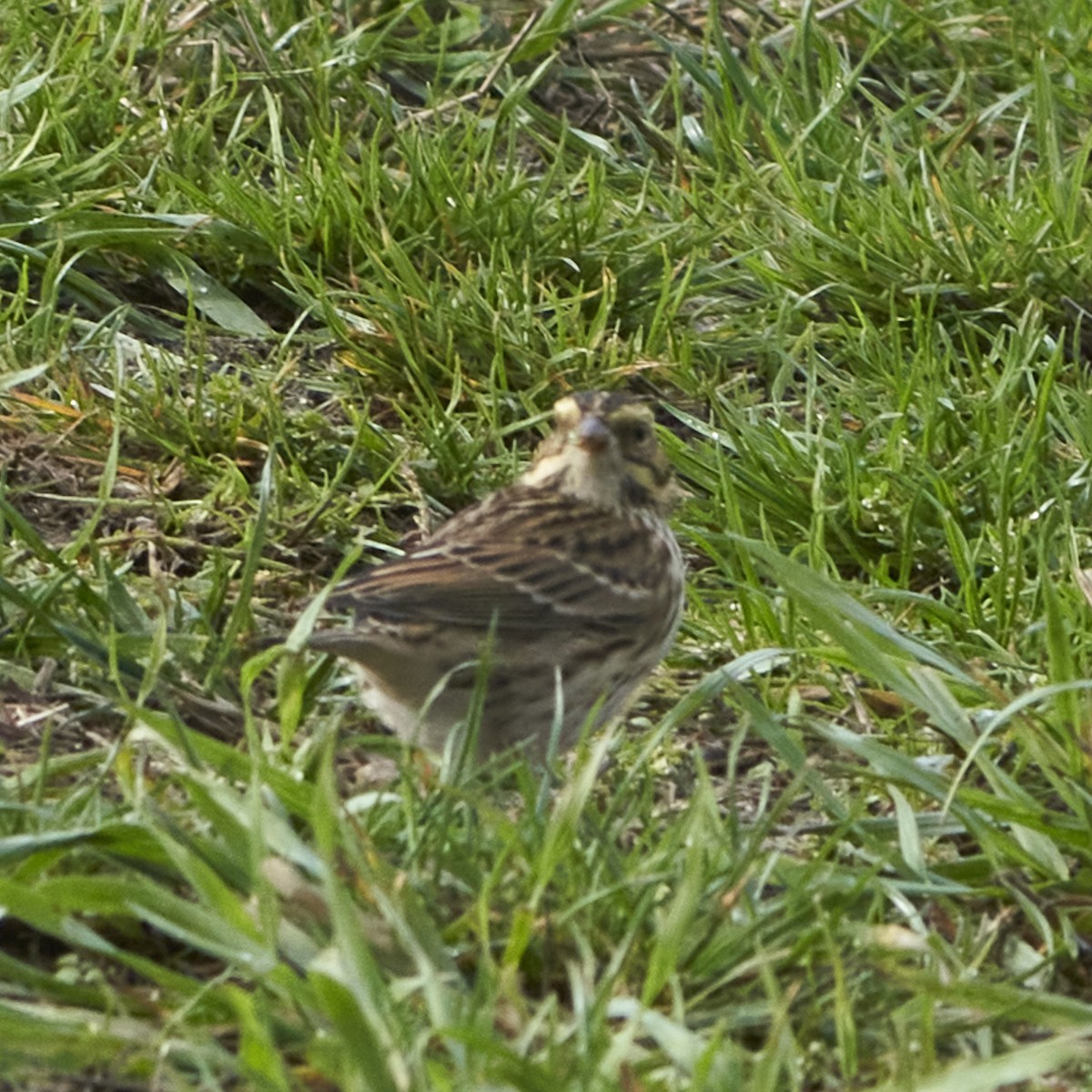 Savannah Sparrow - Shigure's Admiral