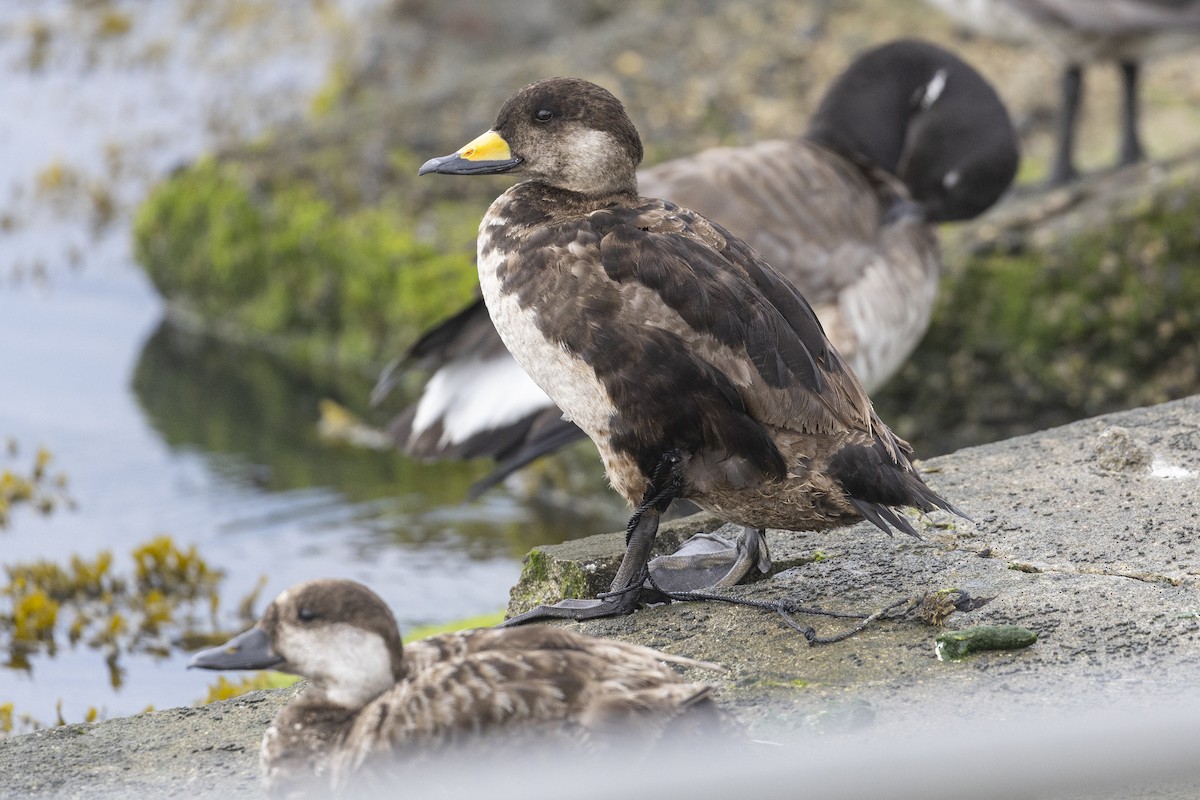 Black Scoter - ML619488946