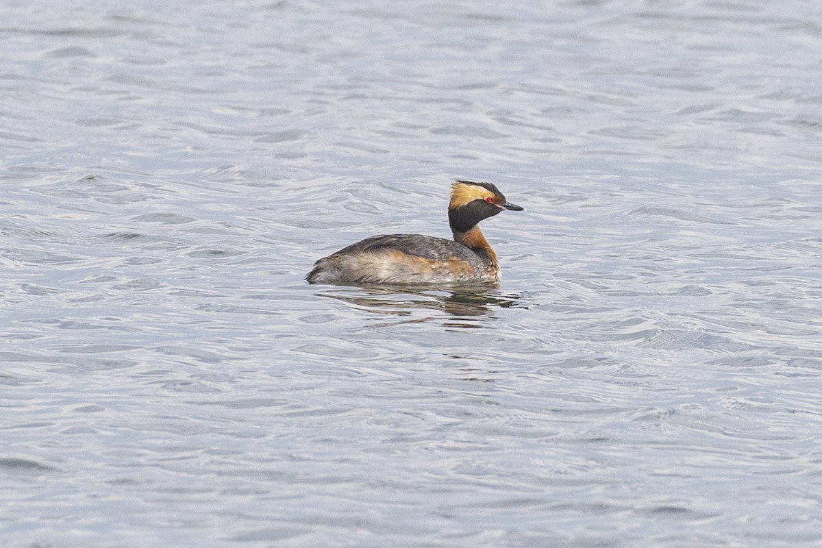 Horned Grebe - Kris Long