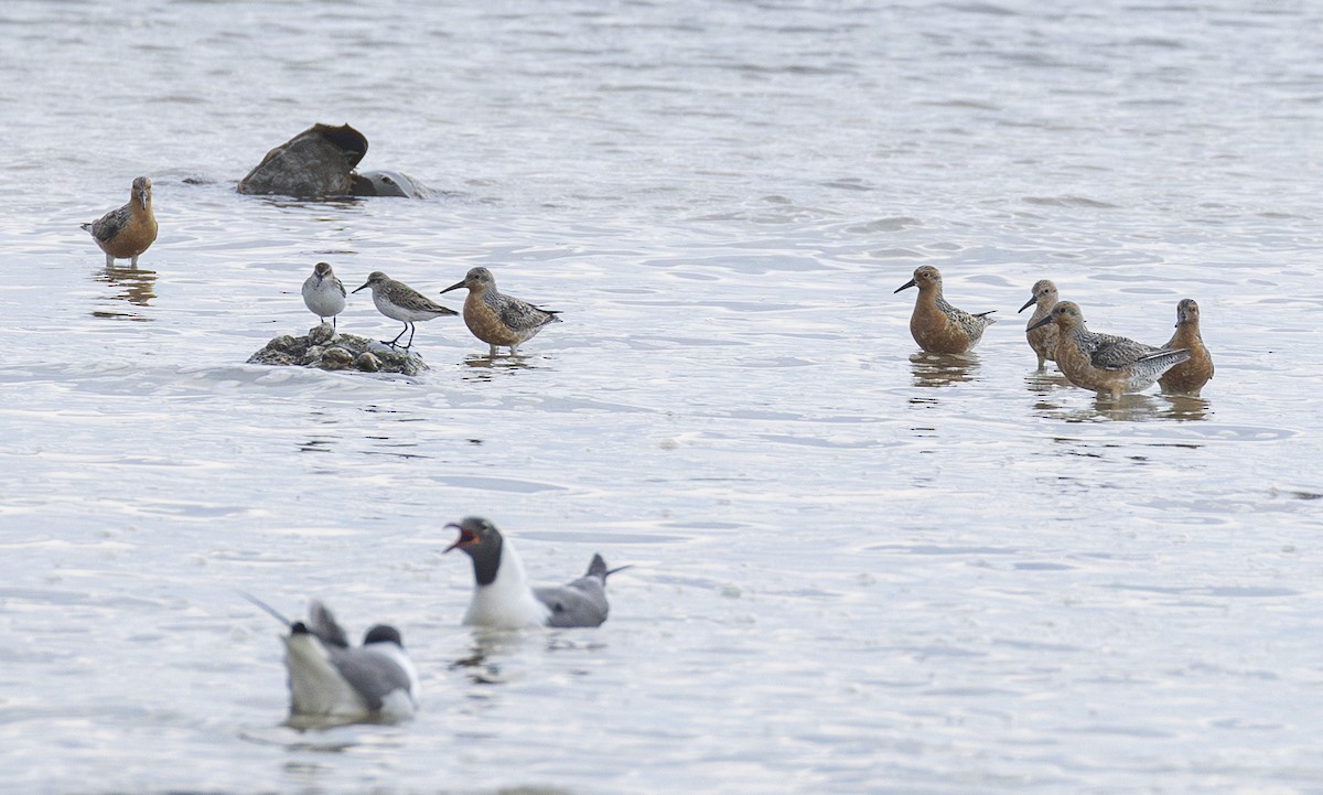 Red Knot - ML619488957