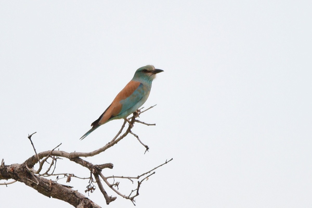 European Roller - Cole Penning