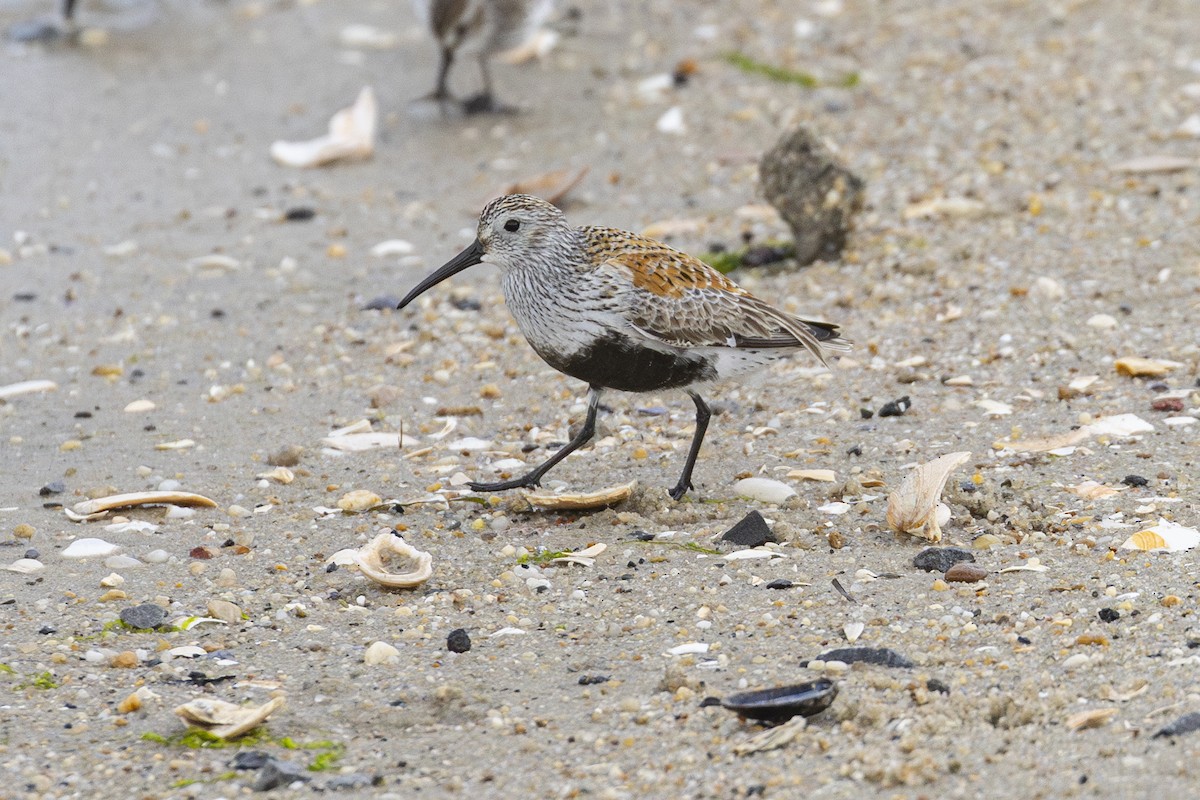 Dunlin - ML619488960