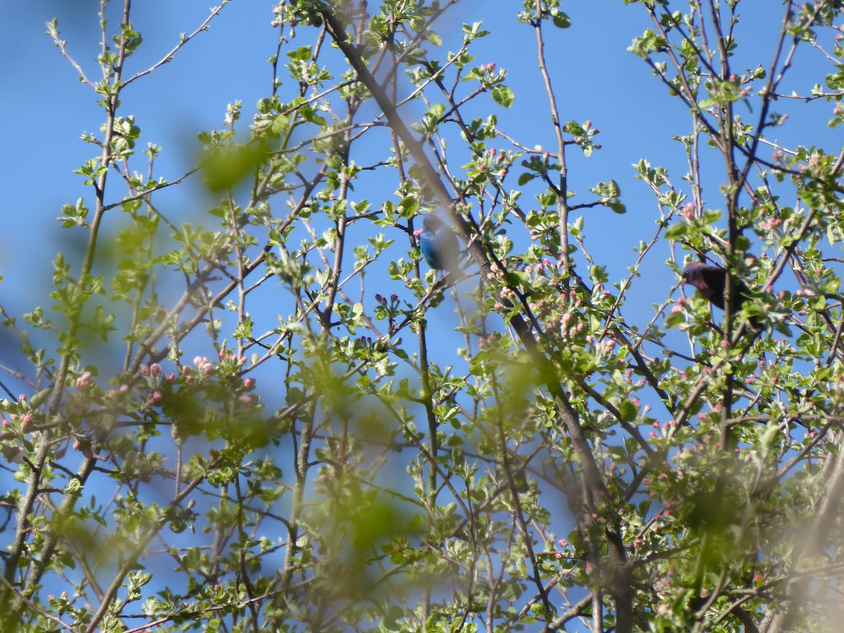 Varied Bunting - Sam Corbo