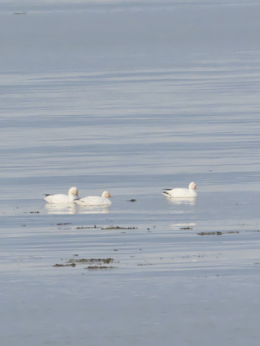 Snow Goose - Guillaume Charette