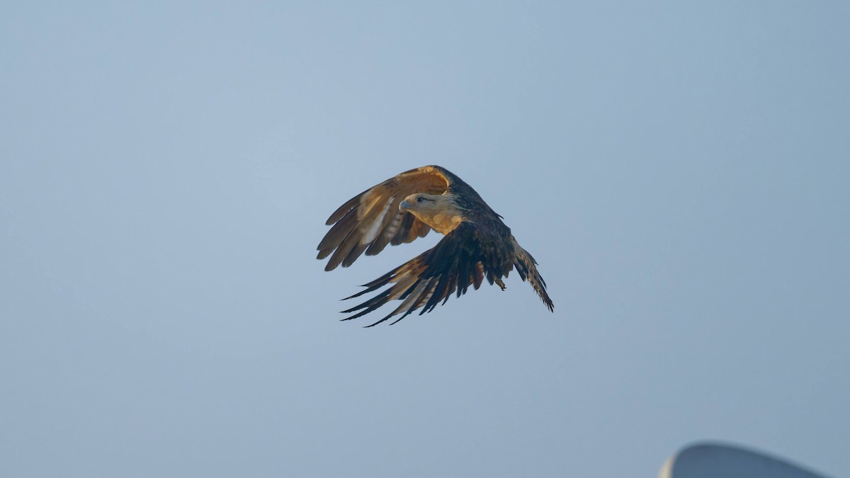 Yellow-headed Caracara - Yoshi Marumo