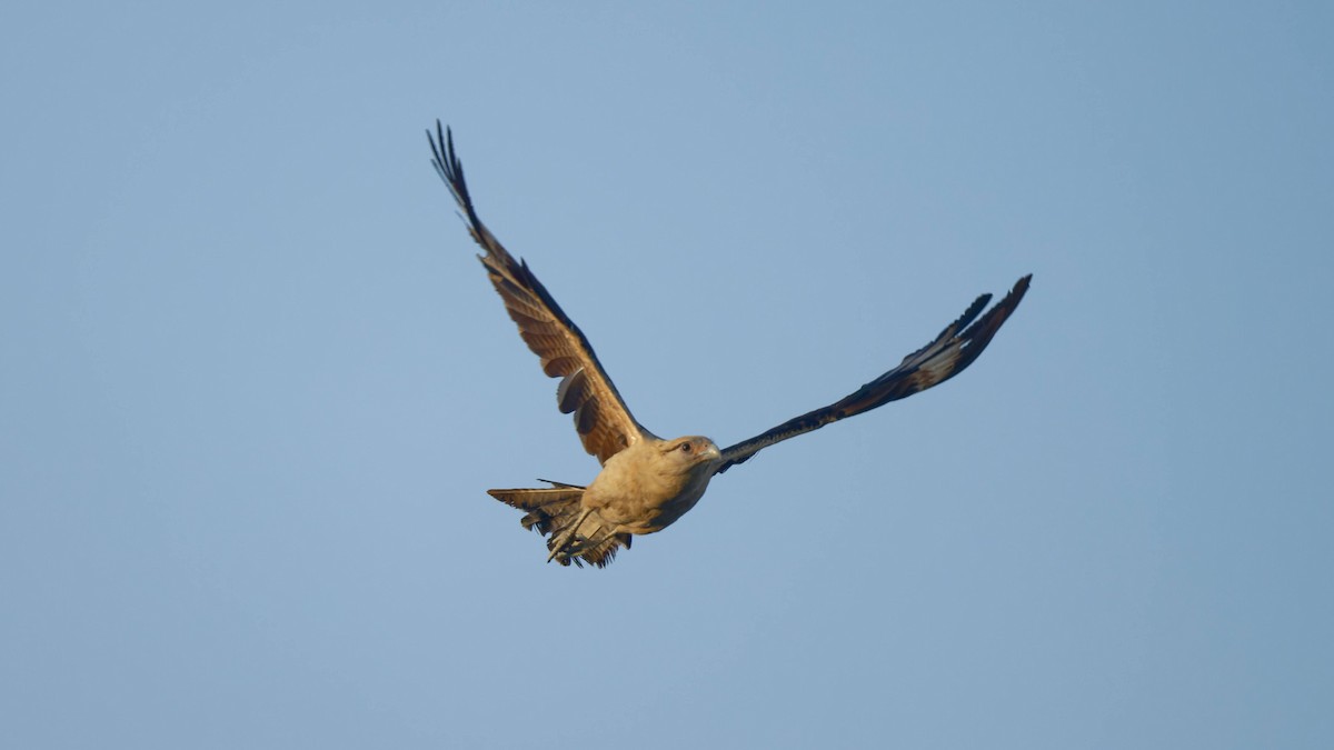 Yellow-headed Caracara - Yoshi Marumo