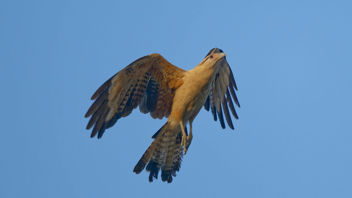 Yellow-headed Caracara - Yoshi Marumo