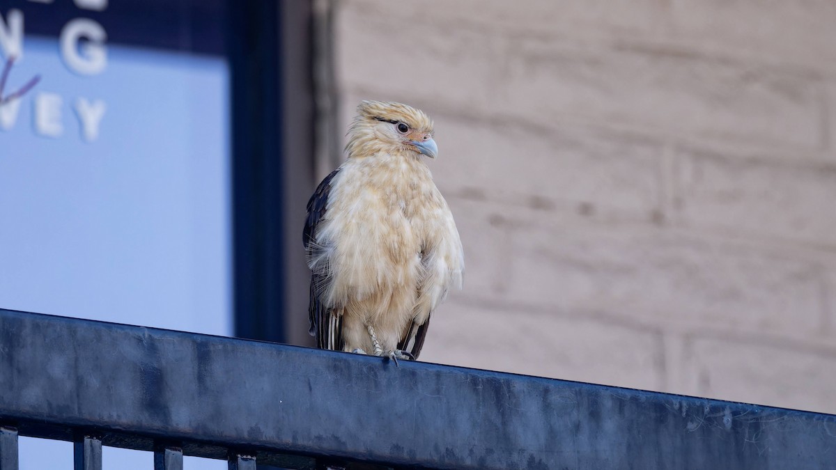 Yellow-headed Caracara - Yoshi Marumo