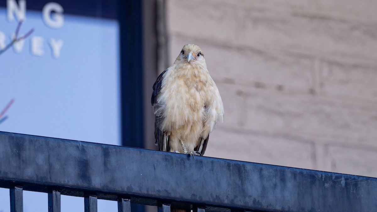 Yellow-headed Caracara - Yoshi Marumo