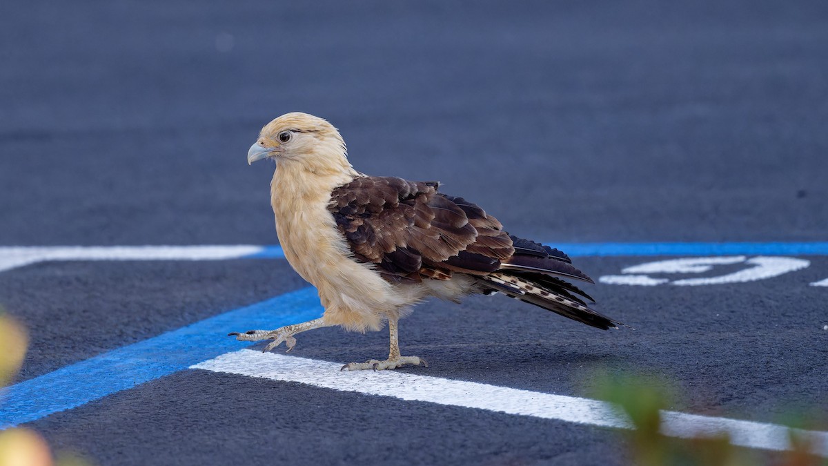 Yellow-headed Caracara - Yoshi Marumo