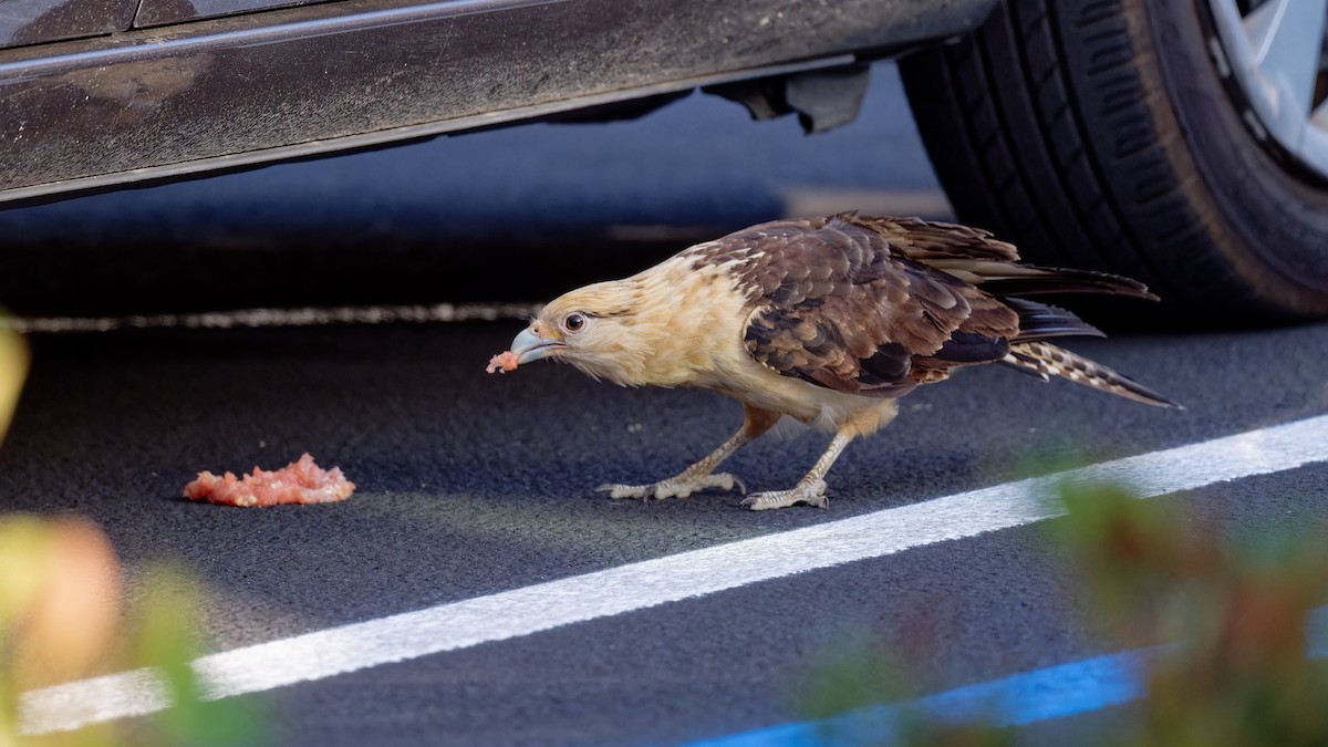 Yellow-headed Caracara - Yoshi Marumo