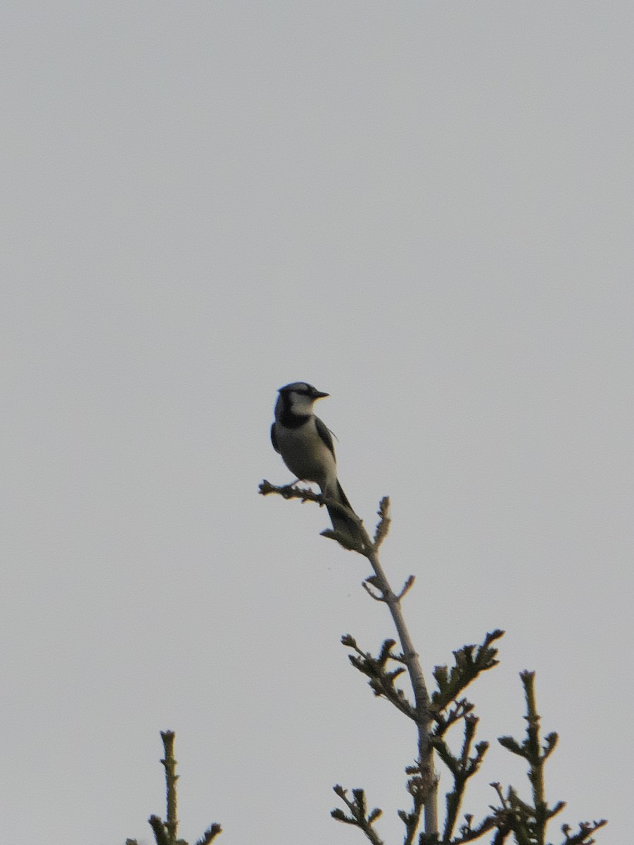 Blue Jay - Guillaume Charette