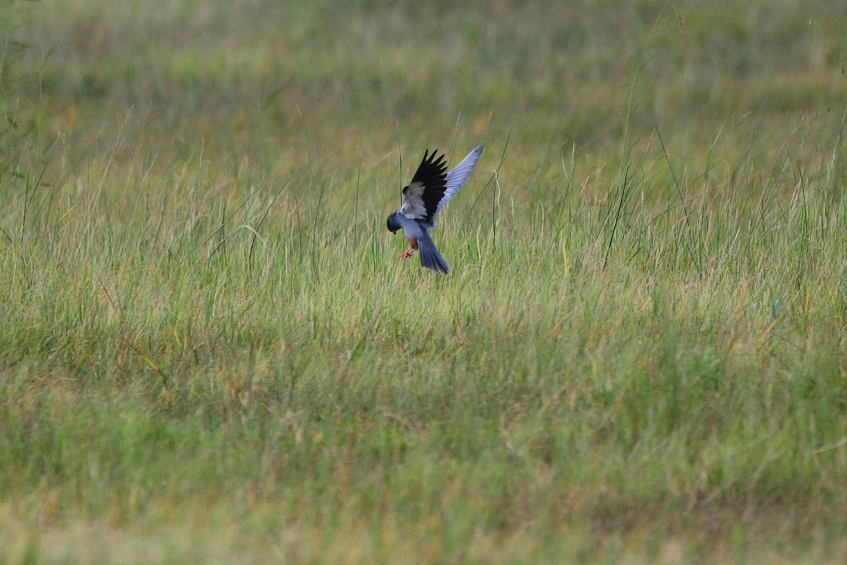 Red-footed Falcon - Cole Penning