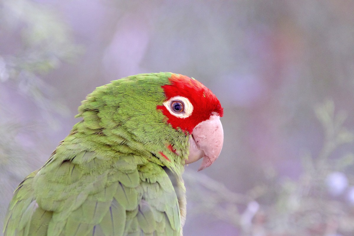 Red-masked Parakeet - Juan Abella