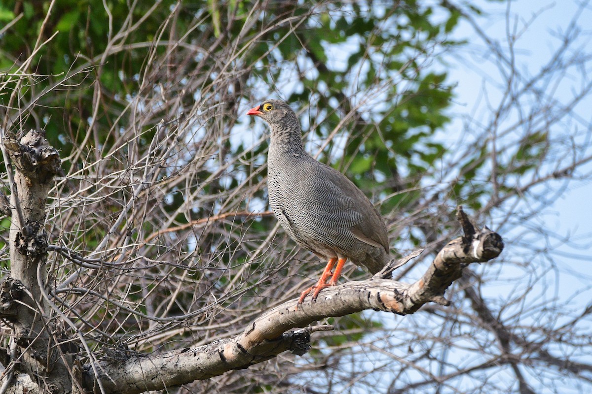 Red-billed Spurfowl - ML619488992