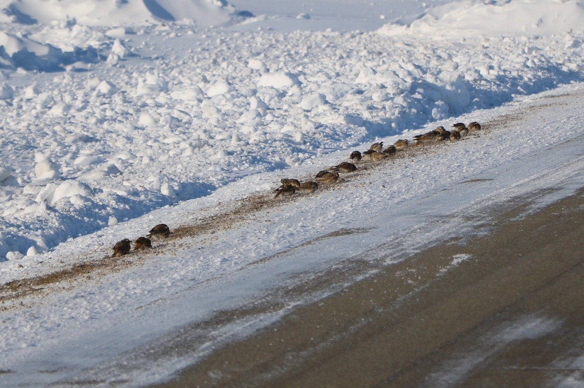 Horned Lark - Lisa Maier