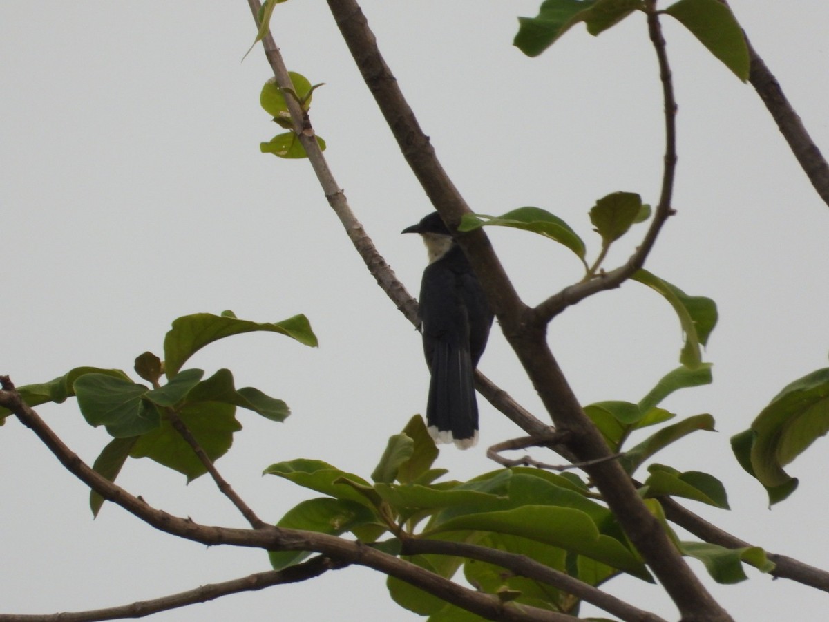 Pied Cuckoo - VANDANA MOON