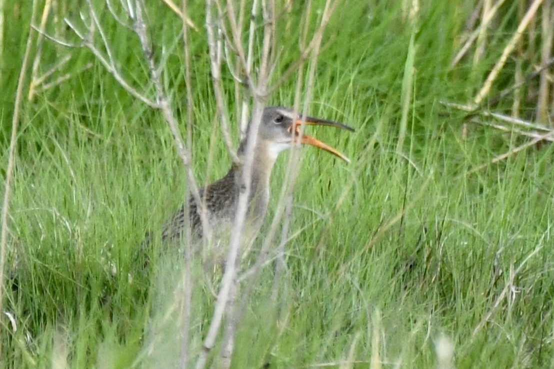 Clapper Rail - Sue Palmer