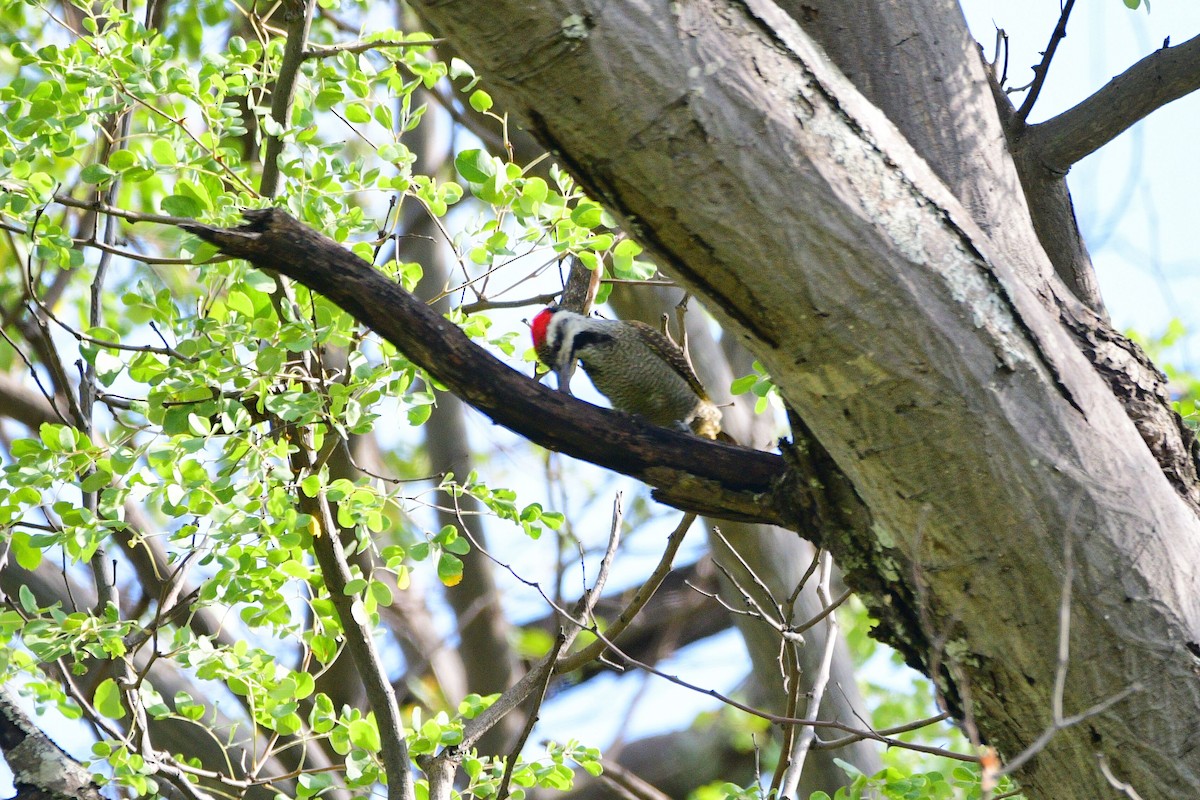 Bearded Woodpecker - Cole Penning